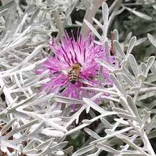 Image result for Centaurea praecox
