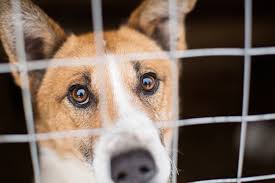 In new york city and los angeles, the american society for the prevention of cruelty to animals said applications to foster dogs and cats are up 200. Common Challenges With Shelter Pets Oakland Veterinary Referral Services