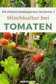 Die 8 Wirksamsten Mischkultur Partner Fur Tomaten Wurzelwerk In 2021 Mischkultur Gemusegarten Anlegen Nutzgarten Anlegen