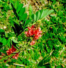 Image result for Indigofera astragalina