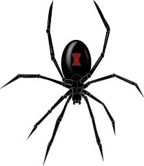 Black Widow Spider Black Widow Spider Widow Spider Black Widow Marvel