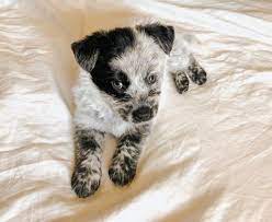 They are very bright and quick to learn. Is The Australian Shepherd Blue Heeler Mix Right For You K9 Web
