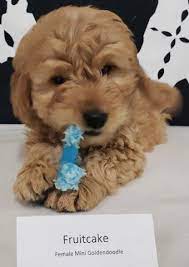 Look at pictures of goldendoodle puppies who need a home. Goldendoodle Puppy Dog For Sale In Milford Michigan