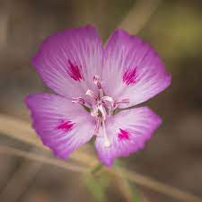 Farewell To Spring Clarkia Amoena Photograph By Anna Garrison