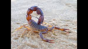 We'll review the issue and make a decision about. How To Prevent Scorpions Youtube