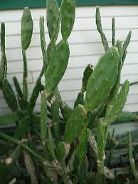 Aloe vera is the most popular species. Rooted Spineless Thornless Nopales Prickly Pear Cactus Human Reptile Super Food Ebay