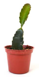 Dragon fruit or pitaya trees are available for sale from the following specialist nurseries. 9greenbox Dragon Fruit Plant 3 Pot Live Plant Ornament Decor For Home Kitchen Office Table Desk Attracts Zen Luck Good Fortune Non Gmo Grown In The Usa Buy Online
