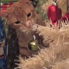 The best gifs of cat in a tree on the gifer website. How A Cat React When He Found A Christmas Tree Keepgif