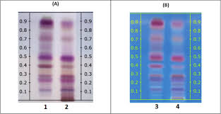 Image result for Oldfieldia
