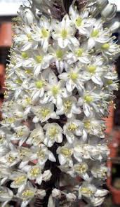 Image result for Drimia calcarata