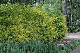 Image result for Duranta erecta