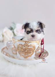 Located in south florida on over an acre of rural land, our puppies enjoy a stimulating environment with two ponds, a beach and even their own tiki hut. South Florida Morkie Breeder Teacup Puppies Boutique