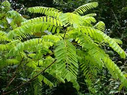 Image result for Xeroderris stuhlmannii