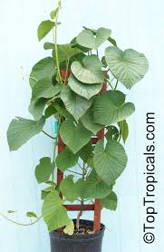 Image result for Argyreia nervosa