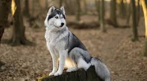 Also dogs are good fighters. Wolf Like Dog Breeds 18 Different Breeds That Look Like Wolves