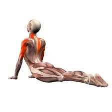 Cobra Pose Bhujangasana Yoga Poses Yoga Com Yoga Anatomy Yoga Muscles Yoga Asanas