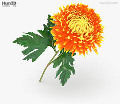 3d Model Of Chrysanthemum Chrysanthemum 3d Model Print Images