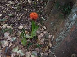 Image result for Scadoxus puniceus