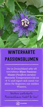 Winterharte Passionsblumen Blaue Passionsblume Diese Winterharte Passionsblume Ist Bei Uns Oft Zu Im Han Passionsblume Winterhart Winterharte Balkonpflanzen