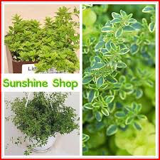 Get answers from sunshine miniature trees staff and past visitors. 10 Miniature Plants To Mimic Trees In Fairy Gardens Teelie S Fairy Garden