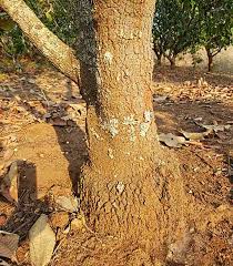 Image result for Phragmanthera cornetii