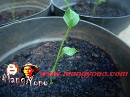 Bunga tanaman gelombang cinta ini menjadi salah satu jenis bunga yang berumah satu, dalam hal ini bunga yang dimiliki oleh tanaman gelombang cinta ini akan terdiri dari tangkai serta mahkota dan juga tongkol. Semaian Gelombang Cinta Anthurium Berdaun Dua