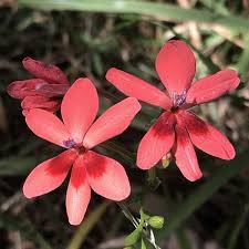 Image result for Freesia laxa