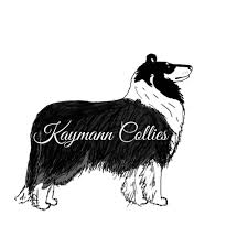 Kaymann Collies
