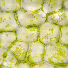 Maybe you would like to learn more about one of these? Study Dates Origin Of Plant Photosynthesis To 2 1 Billion Years Ago Deskarati