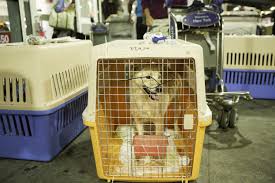 All companion animals deserve a loving home and a safe enviroment to live their lives and grow old in. Animal Rescue Centers Want You To Be A Flight Volunteer The Washington Post