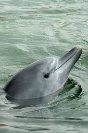 Perfect Animal Perfect Dolphin Perfect Dolphin Nature Ocean Sea Animal Dolphinny Pink Smile Funny Happy Dolphins Ocean Creatures Sea Creatures