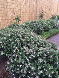 Check spelling or type a new query. Daphne Spring Pink Eternal Fragrance Pink Flower Hedge Flower Hedge Flower Garden Pictures Hedging Plants