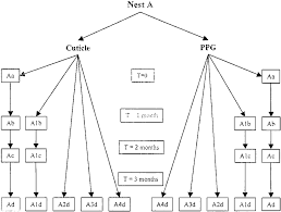 Flow Chart Showing The Procedures Of Nest Separation And
