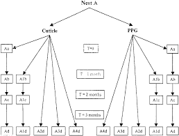 flow chart showing the procedures of nest separation and