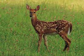 This channel will helps you learn english listening and speaking through interesting videos. Pengenalan Kasturi Kijang Pati Kasturi Kijang Pure Musk Deer Kasturi Kijang Asli Khalifah Buy Online Perfume Shop