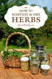 How To Harvest And Dry Herbs For Storage Drying Herbs Medicinal Herbs Herbs