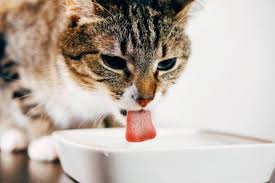 Aug 27, 2020 · dr. How Much Water Should A Cat Drink
