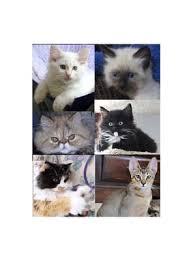 Adopting a cat from siberian rescue or a shelter. Purebreds Plus Cat Rescue Animal Shelters Davis Ca Phone Number Yelp