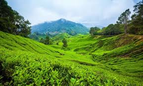 Maybe you would like to learn more about one of these? How To Spend 48 Hours In Cameron Highlands Malaysia