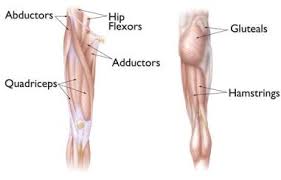 Anatomy of the body hip muscles anatomy muscular system anatomy. Hip Pain For Hikers And How To Fix It Trailside Fitness