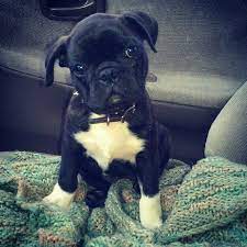 Bugg Puppy Boston Terrier Cross Pug Dog Bugg Puppies Cute Animal Pictures Cute Animals