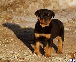 For sale male rottweiler he is big boy but very friendly with kids other dogs / animals , housebreak, crate train ,no bad habits,. Rottweiler Puppy For Sale Farm Raised Akc And Ckc Registered Rottweiler Pupp 3 Years Old