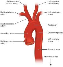 Bleeding, also known as a hemorrhage, haemorrhage, or simply blood loss, is blood escaping from the circulatory system from damaged blood vessels. Circulatory Pathways Anatomy And Physiology Ii