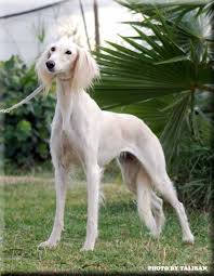 En medio de la caótica retirada de estados unidos, los aliados afganos tienen que navegar por una logística complicada y una burocracia sobrecargada para obtener trámites de visas frente a los. Taliban Galgos Afganos Razas De Perros Diferentes Razas De Perros Galgo Afgano