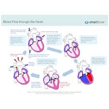 Back Flow Of Blood In Heart