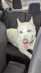 Does anybody recognize a lost white husky mix dog near Valley View and  Cerulean?