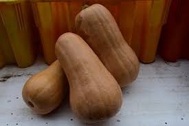Image result for Cucurbita moschata