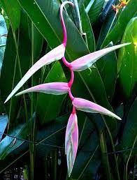 Pin On Mi Jardin