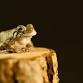 Introduction to PA Reptiles & Amphibians – Frick Environmental Center