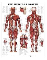 The Muscular System Anatomical Chart